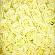 Білі троянди поштучно