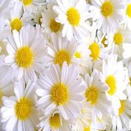 Ромашки