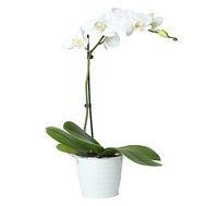 Орхідея фаленопсис біла з 1 гілкою