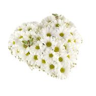 Серце із 11 хризантем