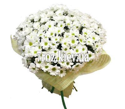 Букет із 35 ромашкових хризантем