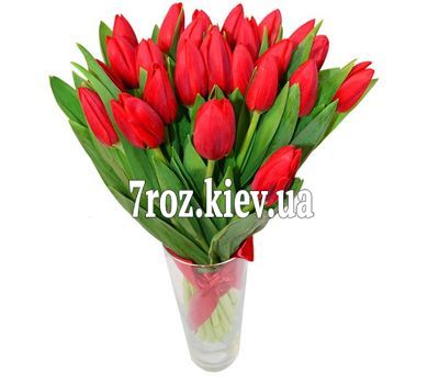Букет із 23 червоних тюльпанів