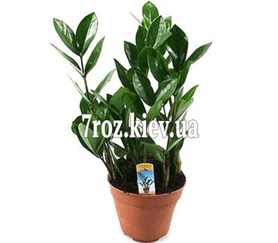 Замиокулькас (доларове дерево)