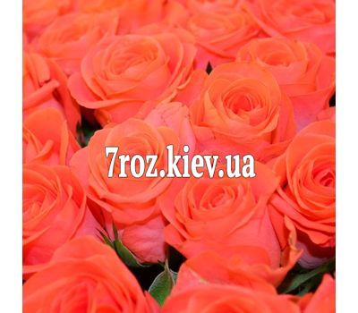 Помаранчеві троянди поштучно