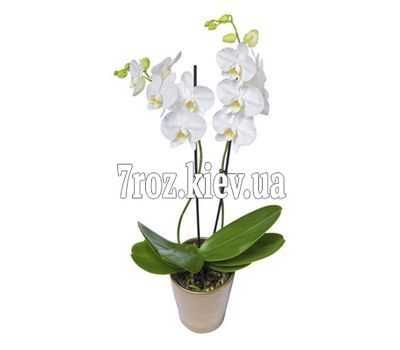 Орхідея фаленопсис біла з 2 гілками