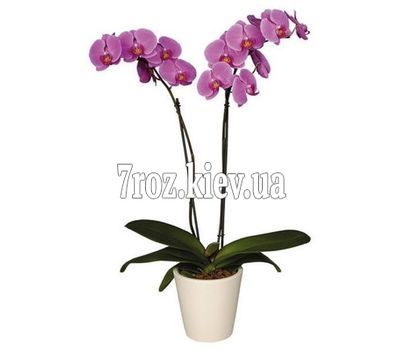 Орхідея фаленопсис рожева з 2 гілками