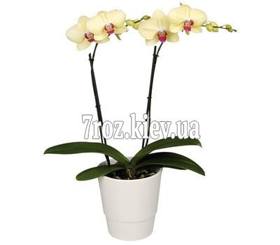 Орхідея фаленопсис жовта з 2 гілками
