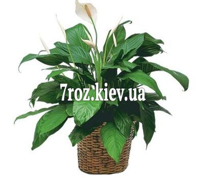 Спатифіллум (Жіноче щастя)